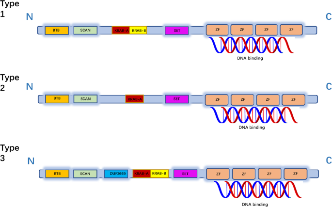 锌指蛋白结构域功能示意图