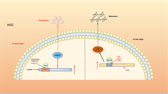 ZNF191双向作用示意图