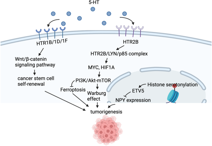 5-羟色胺的作用机制