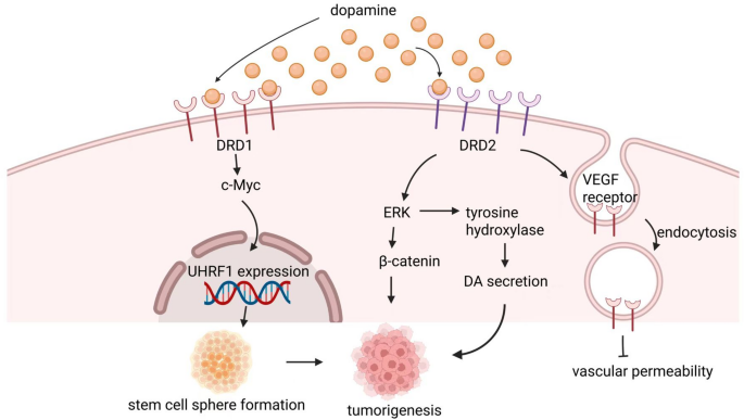 多巴胺的作用机制