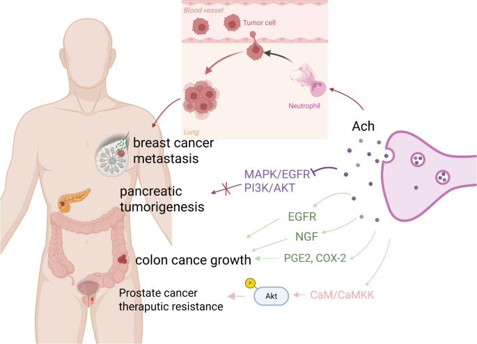 乙酰胆碱的作用机制