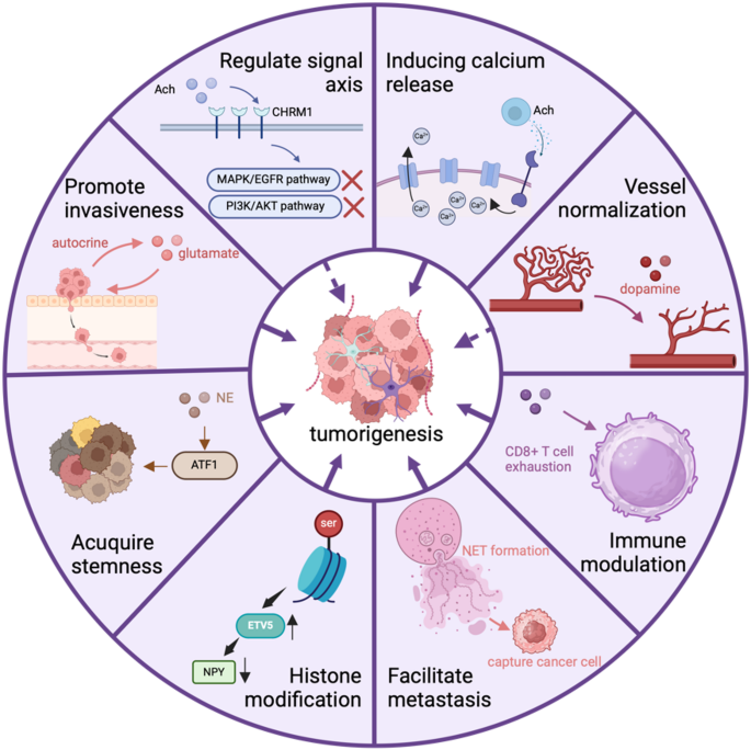 神经递质调控肿瘤的总结机制