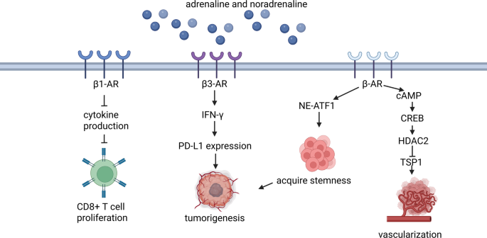 肾上腺素/去甲肾上腺素的作用机制