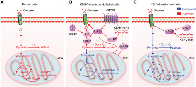 KSHV感染对糖酵解的双向调控