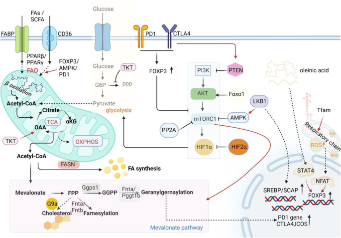 图2：脂质代谢增强Tregs的免疫抑制功能