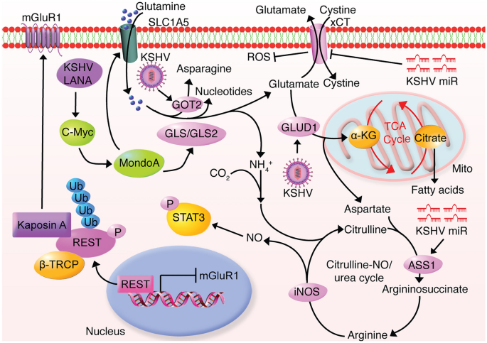 KSHV增强谷氨酰胺分解的机制