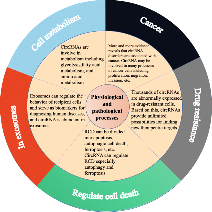 图3 circRNAs参与的生理病理过程网络