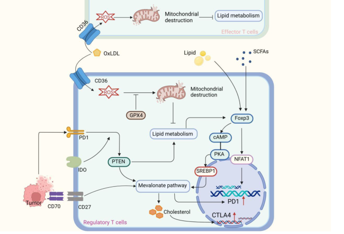 图4：脂质积累放大Tregs的抑制功能
