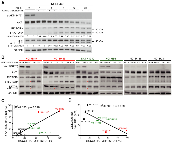 图3：GSK2126458诱导RICTOR/RPTOR切割的p-AKT相关性