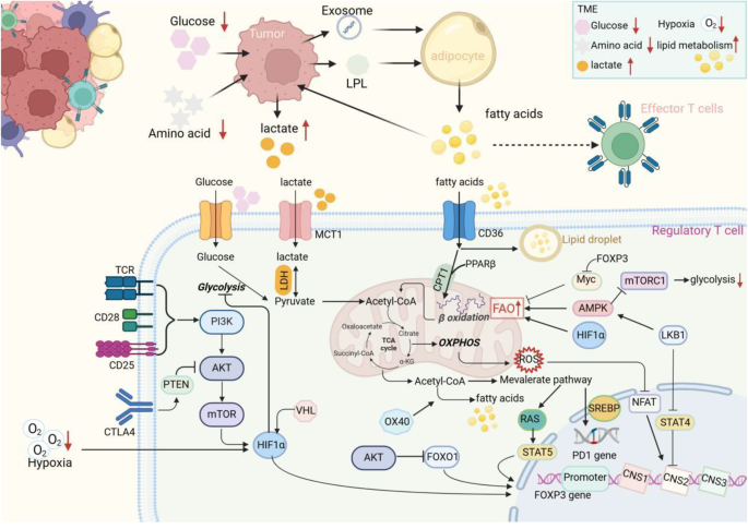 图3：TME中脂质代谢重编程促进Tregs适应