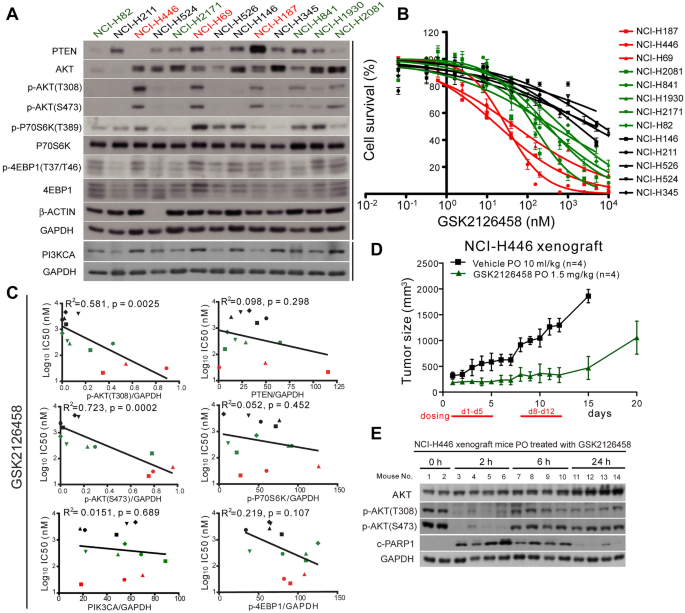 图1：SCLC细胞系p-AKT水平与GSK2126458敏感性的关联
