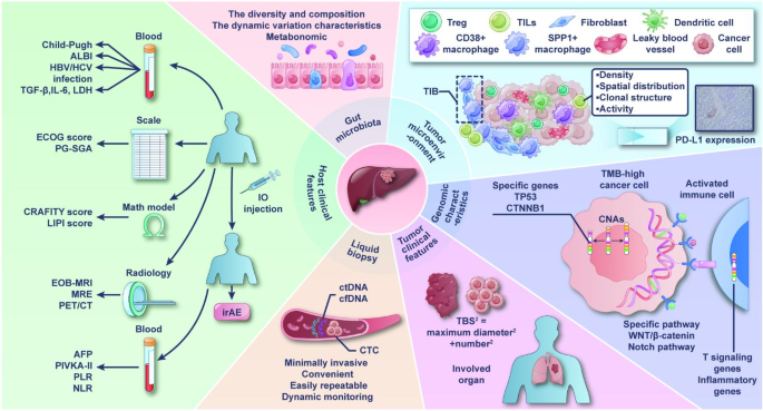 晚期HCC免疫治疗生物标志物总结