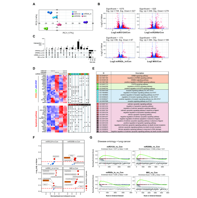 图6 细胞功能验证结果