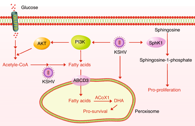 KSHV对脂肪酸代谢的调控