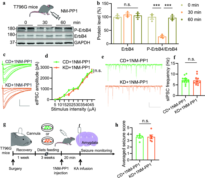 基因抑制ErbB4激酶活性的效果