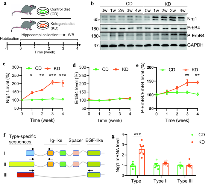 KD对海马NRG1表达的影响