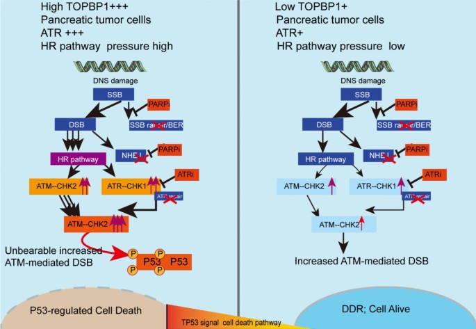 Fig7：TOPBP1介导组合疗法的机制模型