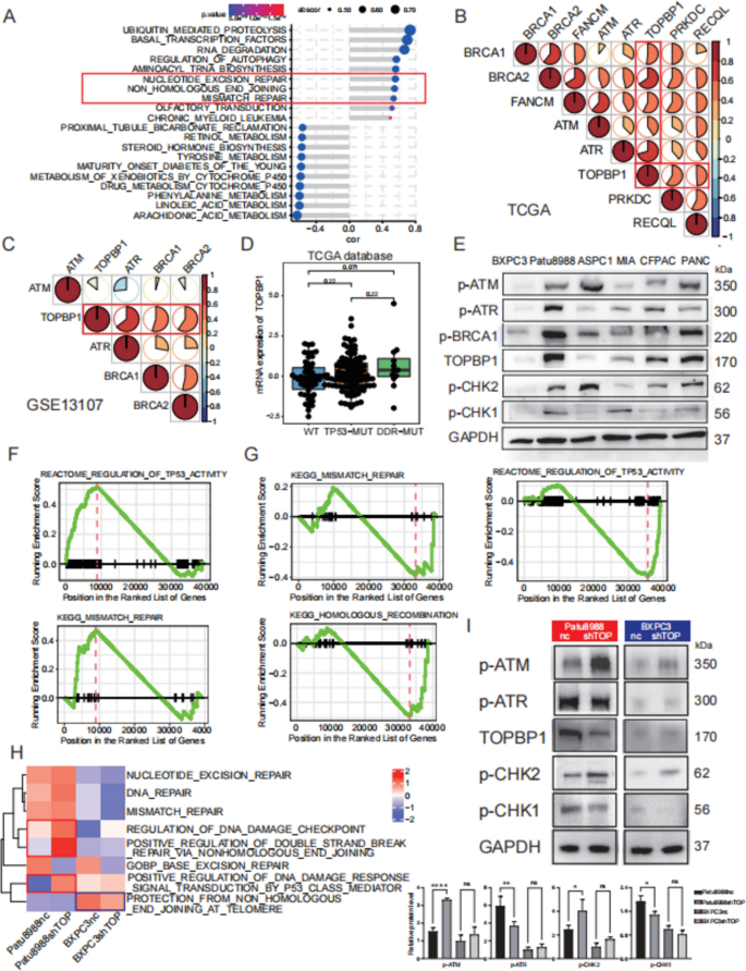 Fig2：TOPBP1敲低对DDR通路的影响