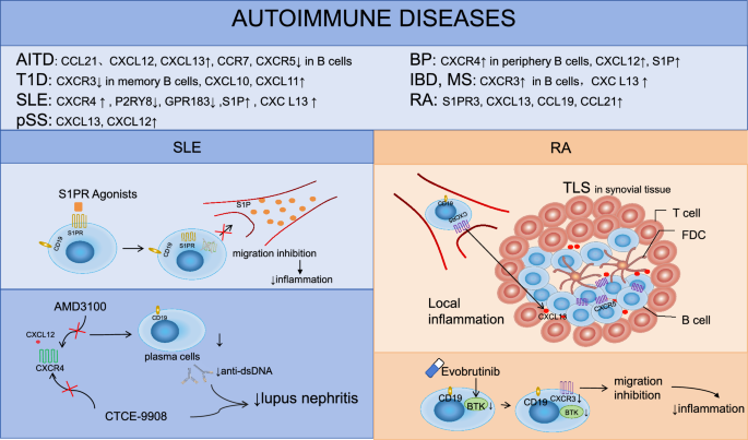 GPCR在自身免疫病中的作用模式图