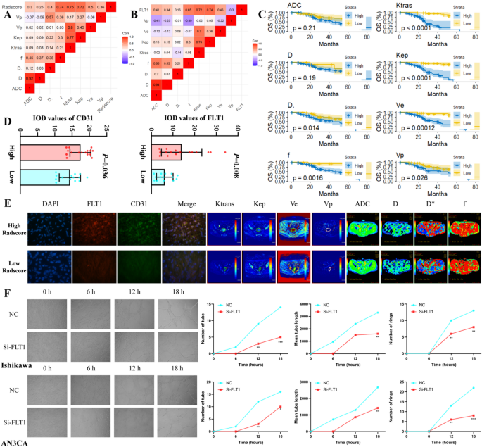 FLT1功能验证实验