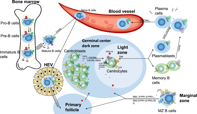 GPCR在B细胞发育中的作用模式图