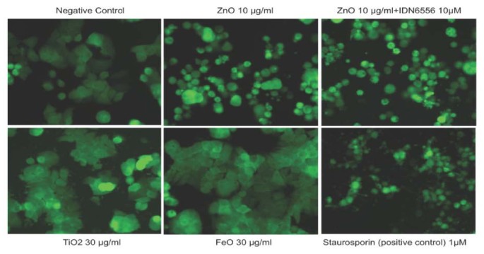 图2：ZnO诱导非凋亡性细胞死亡
