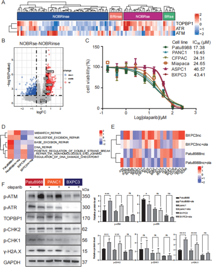 Fig3：TOPBP1对奥拉帕利敏感性的影响