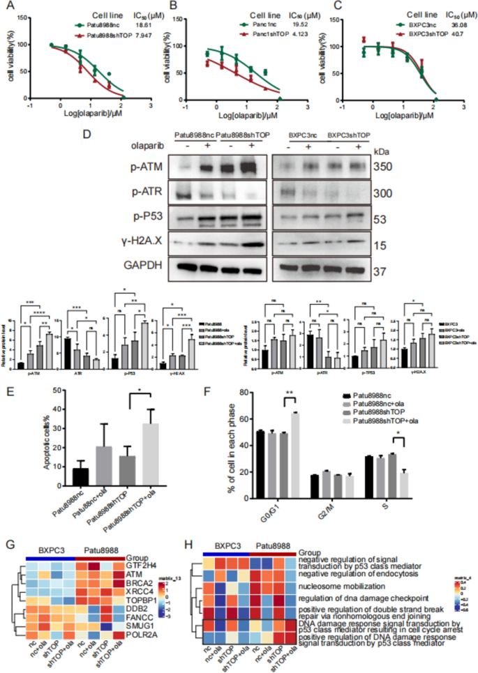 Fig4：TOPBP1敲低增强奥拉帕利疗效