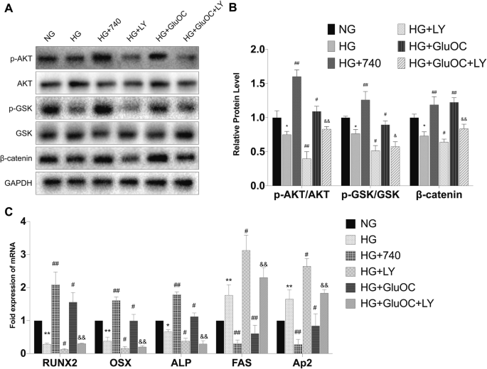 图4 Akt激活剂/抑制剂对通路与分化的影响