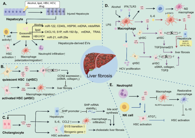 不同细胞来源EVs的免疫调节作用