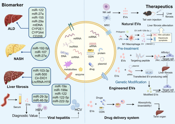 EVs的临床应用潜力