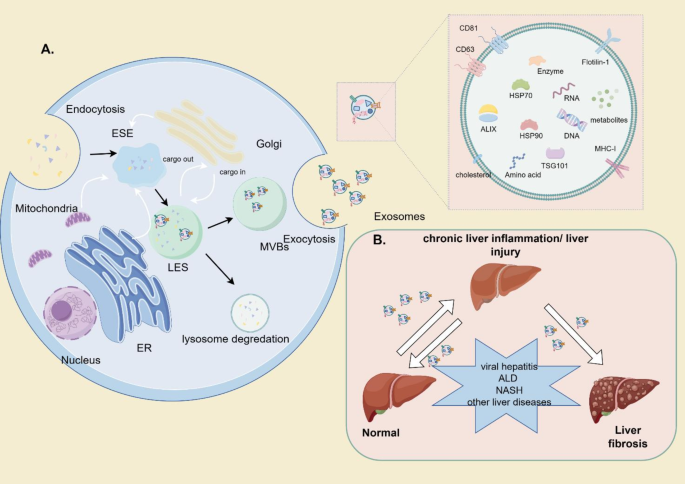 EVs的生物发生与组成