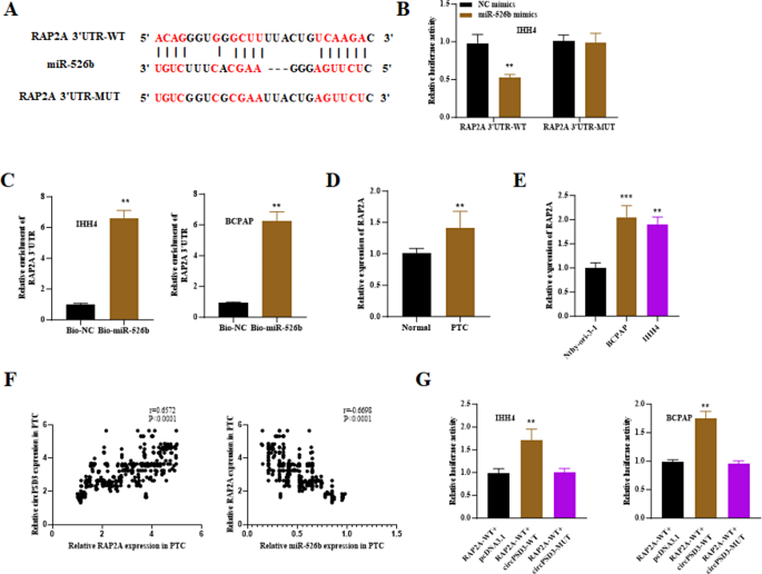 图4 miR-526b靶基因RAP2A的验证