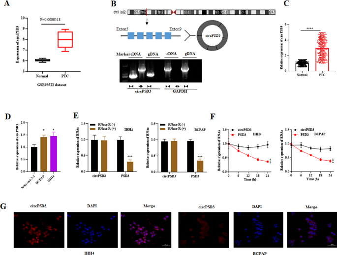 图1 circPSD3的表达及环状结构验证