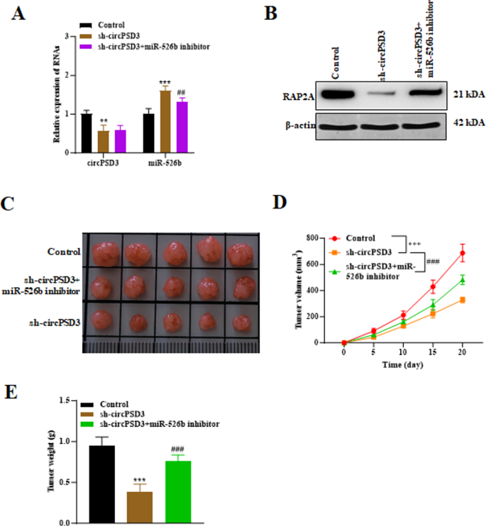 图6 体内实验验证circPSD3/miR-526b轴