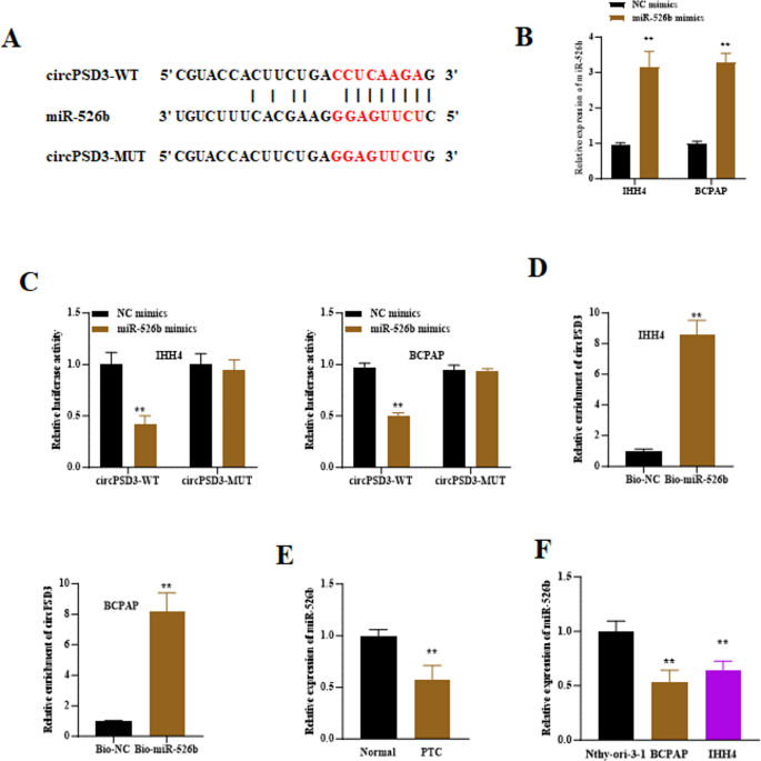 图3 circPSD3与miR-526b的相互作用