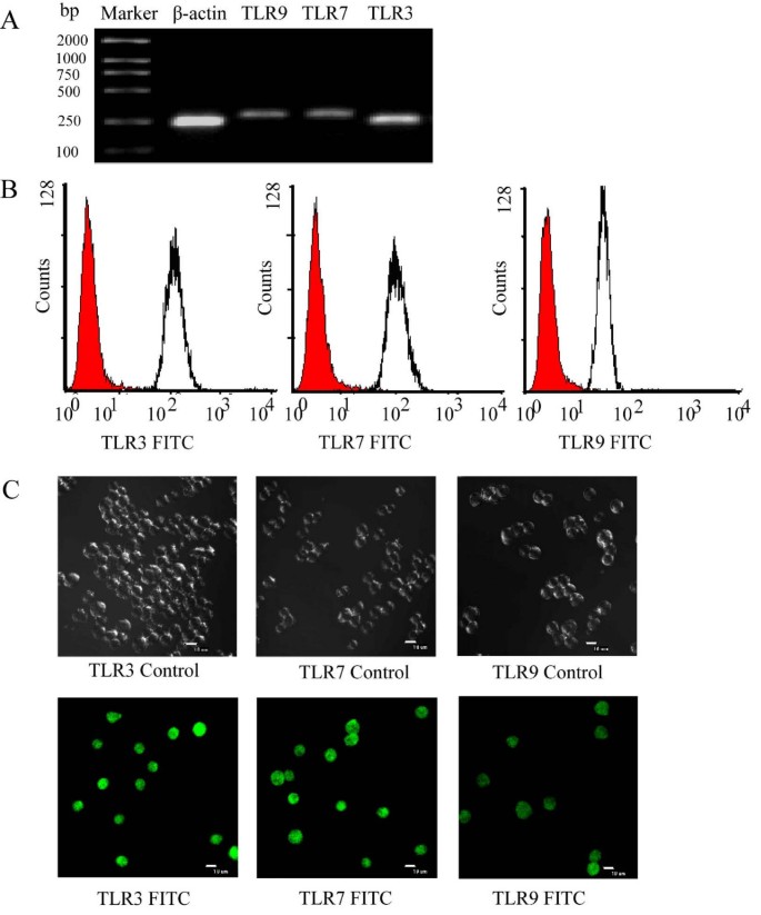 P815细胞TLR表达验证