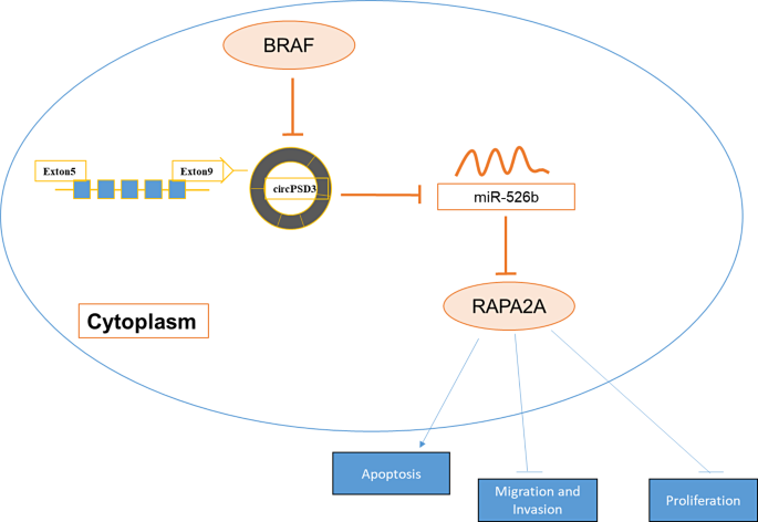 图8 分子机制 schematic