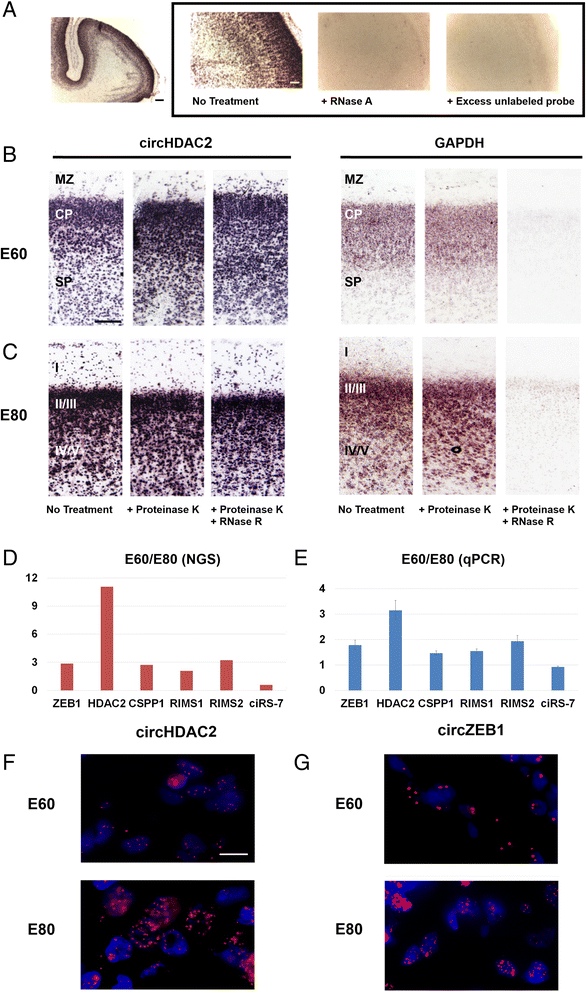 图6 环状RNA原位杂交与亚细胞定位