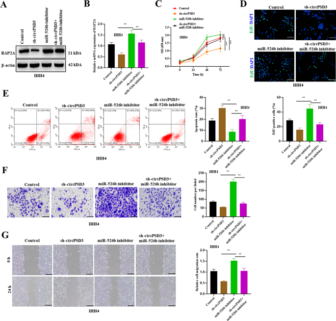 图5 rescue实验验证ceRNA轴