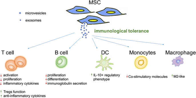MSC-EVs对免疫细胞的调节机制