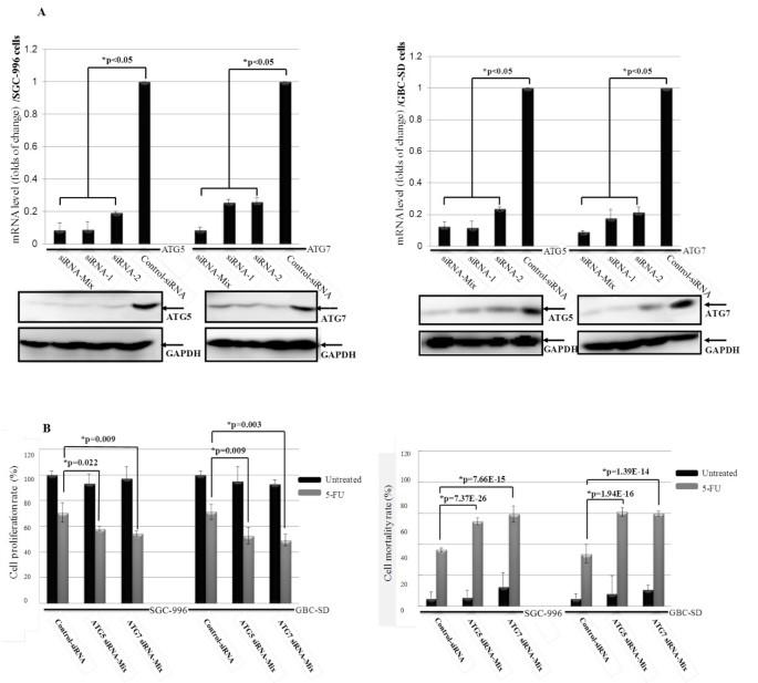 Figure 3：Atg5/Atg7敲低增强5-FU毒性