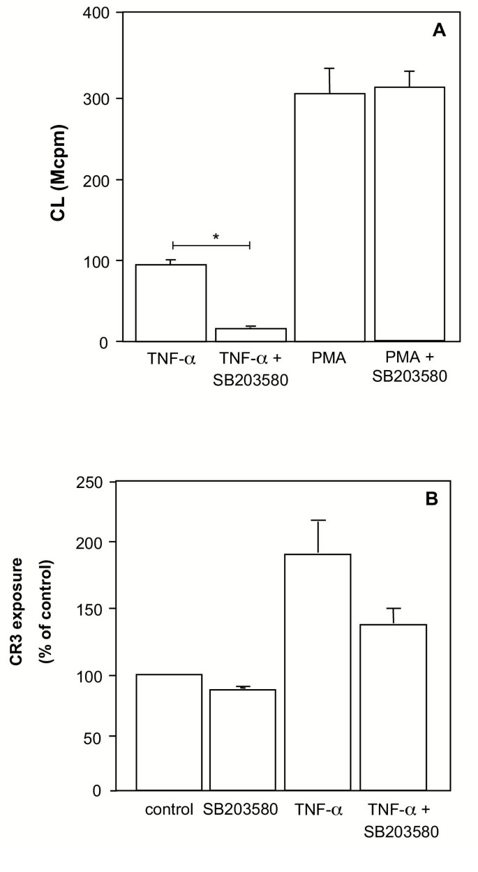 SB203580对呼吸爆发和CR3表达的影响