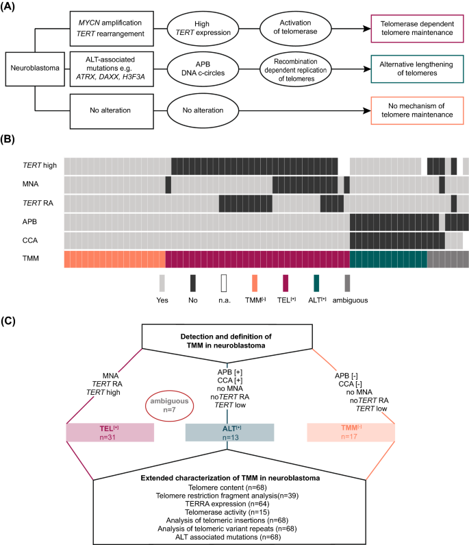 图1 神经母细胞瘤TMM亚组定义