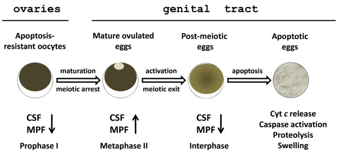 未排出卵的凋亡过程总结