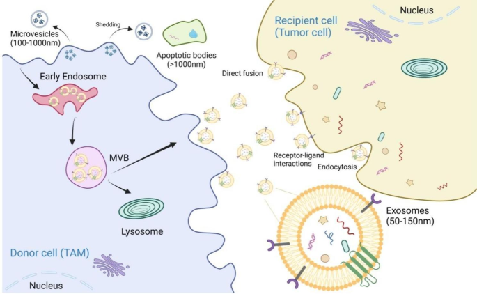 外泌体的生物发生和细胞间通讯