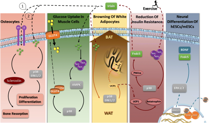 图1：Fndc5/Irisin通过MAPK通路调控多组织功能