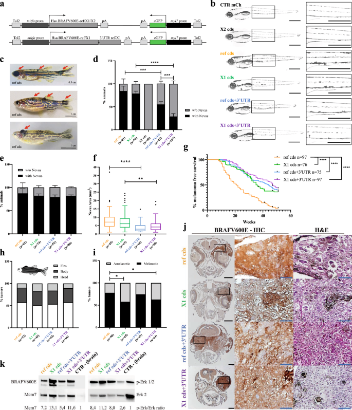 BRAFV600E异构体表达质粒构建及斑马鱼表型分析