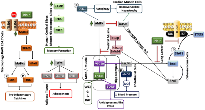 图2：Fndc5/Irisin通过AMPK等通路调控其他功能