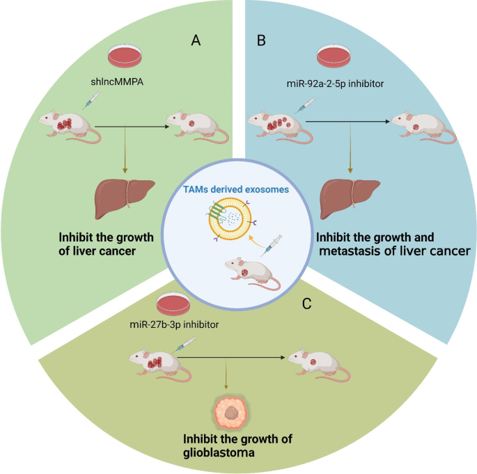 TAMs来源外泌体作为治疗靶点的动物实验